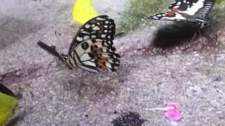 Naturetalksback - Butterflies puddling