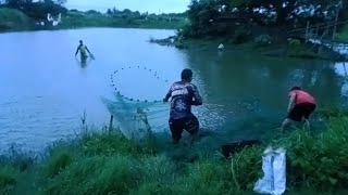 Live Tilapia Earthpond Harvest (Bangad, Nueva Ecija) | PinedaTv