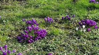 Daffodils and crocuses