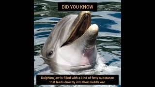 | FACT ABOUT DOLPHIN | Hearing FACT #shorts