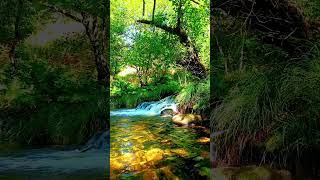 🇪🇸 🌳 Río Almofrei (Cerdedo-Cotobade) #Senderismo #Galicia #España #Shorts