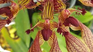 British Orchid Council