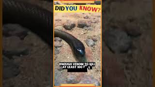 The World's Most Venomous Snake: Inland Taipan (Can Kill 100 Adult Men) | facts #shorts