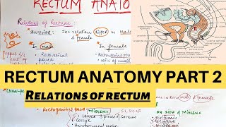 RECTUM ANATOMY PART 2 | LARGE INTESTINE ANATOMY PART 7