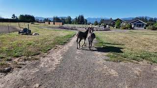 Training Two Donkeys To Walk On A Lead Line