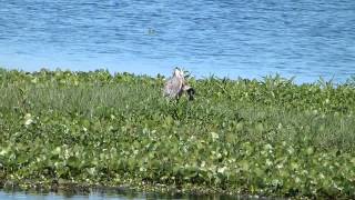 Great Blue Heron Catfish Pileated Woodpecker