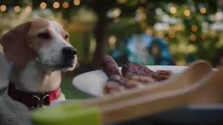 Introducing the 2018 go outside dog advert