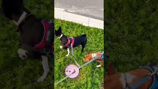 A windy walk at 4 o’clock in the afternoon with my two Basenji’s.