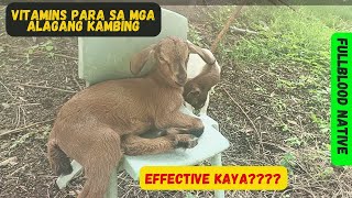 VITAMINS PANG PAGANDA NG KATAWAN AT BILIS LUMAKI NG MGA ALAGANG KAMBING