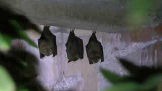 Lesser horseshoe bats, Forest of Dean