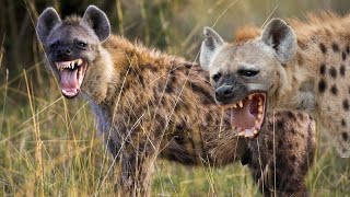 Exposed! REAL HYENA Facts You Won't Believe Exist #wildlife #animals #hyena #amazing