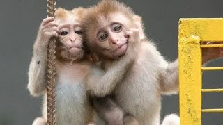 A monkey servant- a wise enemy is better than a foolish friend.