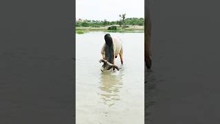 Bull enjoy in water ponds #bulletlover #viralvideo