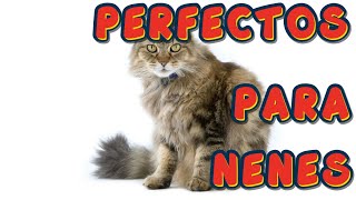 TOP 17 RAZAS DE GATO PERFECTAS PARA ESTAR CON NIÑOS