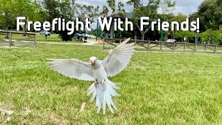 Freeflight Parrot Hangout!