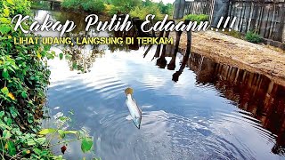 MANJUR!! STRIKE KAKAP PUTIH DI MUARA SUNGAI KECIL SAAT AIR TURUN PAKAI UMPAN UDANG TIGER😳