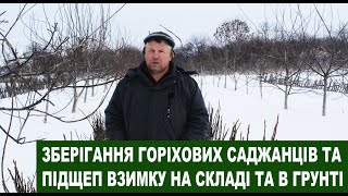 № 113 Зберігання саджанців та підщеп горіха взимку у складі та на відкритому грунті