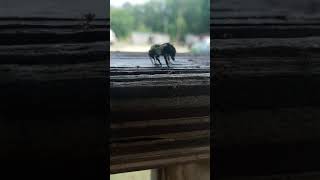 Bees Collecting Hummingbird Nectar