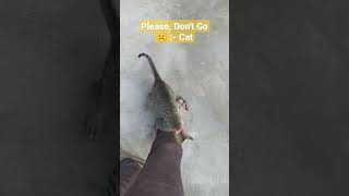 Cat Saying Don't Go