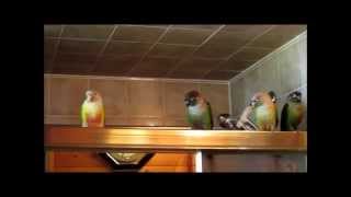 4 Conures Sing in the Shower