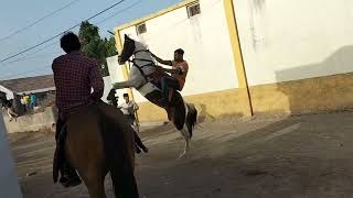 rikadiya fuleku 🐴 Horse fuleka video 📸 kathiyavadi Horse fuleka video 🔥