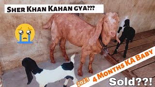 Apna pyara Sher Khan sold Krdia❤️||Nagri and kids Update||Ajwa ab kesi he🤔