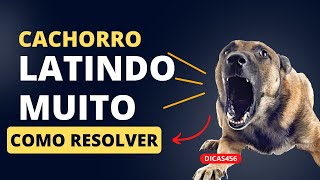 Dica pet:  CACHORRO LATINDO MUITO, O QUE FAZER?