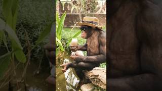 Chimpanzee Monkey Spacial Drink Drinking #shorts