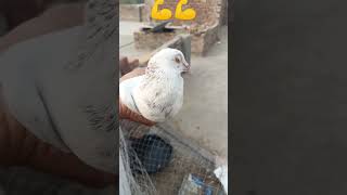 kabutar mare gulel se #kabutar #pigeon #pigeons #g #birds #pigeonpose #h #kabutarbazi