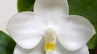 British Orchid Council