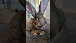 Flemish Giant Rabbit Understands What This Sound Means