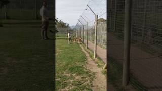 At a Cheetah conservation centre in Western Cape, South Africa - 2nd Video