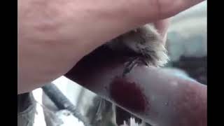 Man rescues sparrow from ice captivity 😌    World is not without kind people ❤ ❤