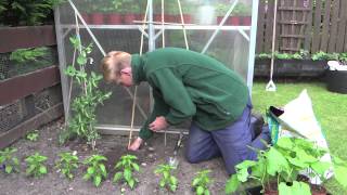 Planting Runner Beans | Jack Shilley