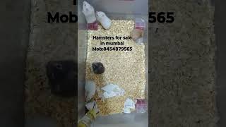 hamsters for sale in mumbai #hamsterbabies #pets #petsforsale #mumbai #hamsterbreeding