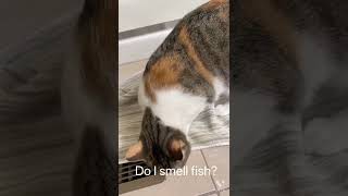 Is it fish?