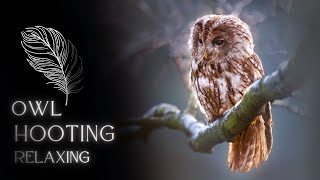 Owl Sound- Owl Hooting | Relaxing Nature Sounds | Owl Hooting with Music