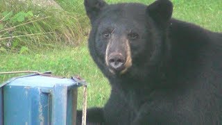 Black Bear Destroys Bird Feeders!