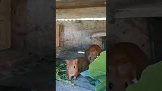 porquin da índia comendo TAIOBA! #shorts #short #porquinhodaindia #agro #roça # campo #rural