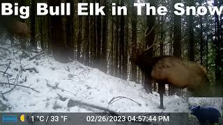 Big Bull Elk in The Snow