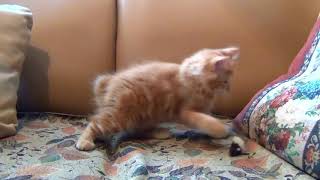 Cute Adorable Kitten Playing with Toy Mouse