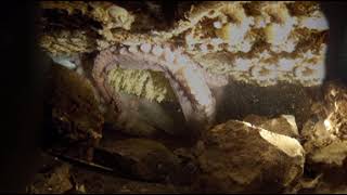 #360underwater Giant Pacific Octopus nest with eggs