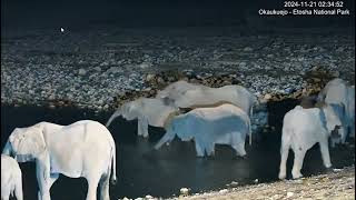 Elephant Breeding Herd.