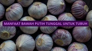 MANFAAT BAWANG PUTIH TUNGGAL