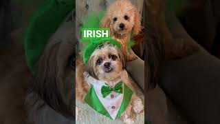 Shih Tzu Toy Poodle Dog’s St. Patrick’s day