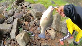 Yellow belly fishing at Murray wall