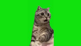 Shocked Cat Meme Green Screen Chroma Key Template