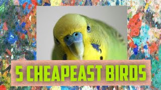 TOP 5 CHEAPEST BIRDS| CHEAP BIRDS OF ALL TIME