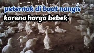 harga bebek semakin tak terkendali | peternak kalang kabut