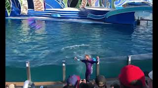 Seaworld San Diego #seaworld #sandiego #seaworldsandiego #dolphinshow #dolphin #dolphintrainers